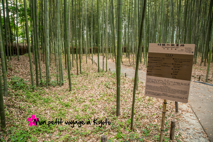 Fôret de bambou