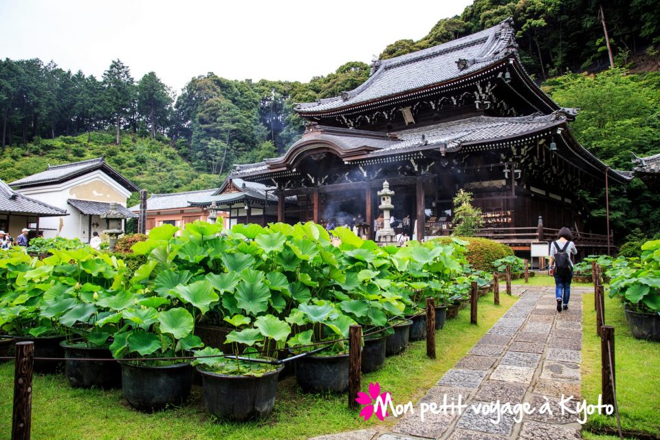 Temple Mimuroto-ji en Juin