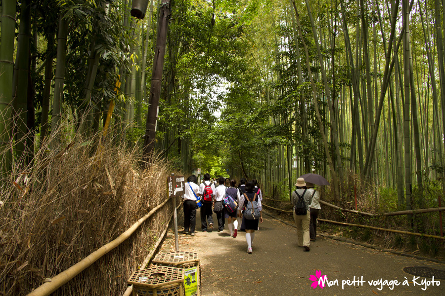 Forêt de Bambou