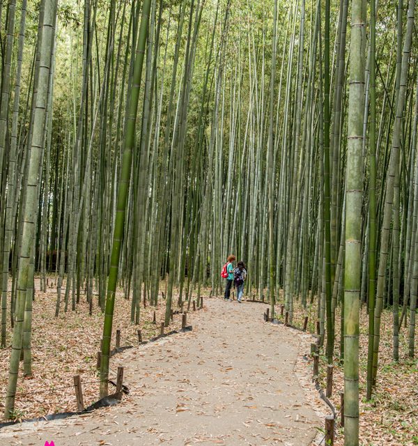 Fôret de bambou